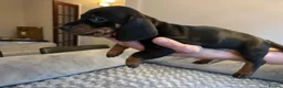 Dachshund dogs for sale: Dachshunds for sale - Advert 7