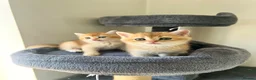 British Shorthair cats for sale: TICA BSH golden shaded boy and girl - Advert 5