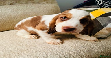 Cocker Spaniel dogs - Advert 5