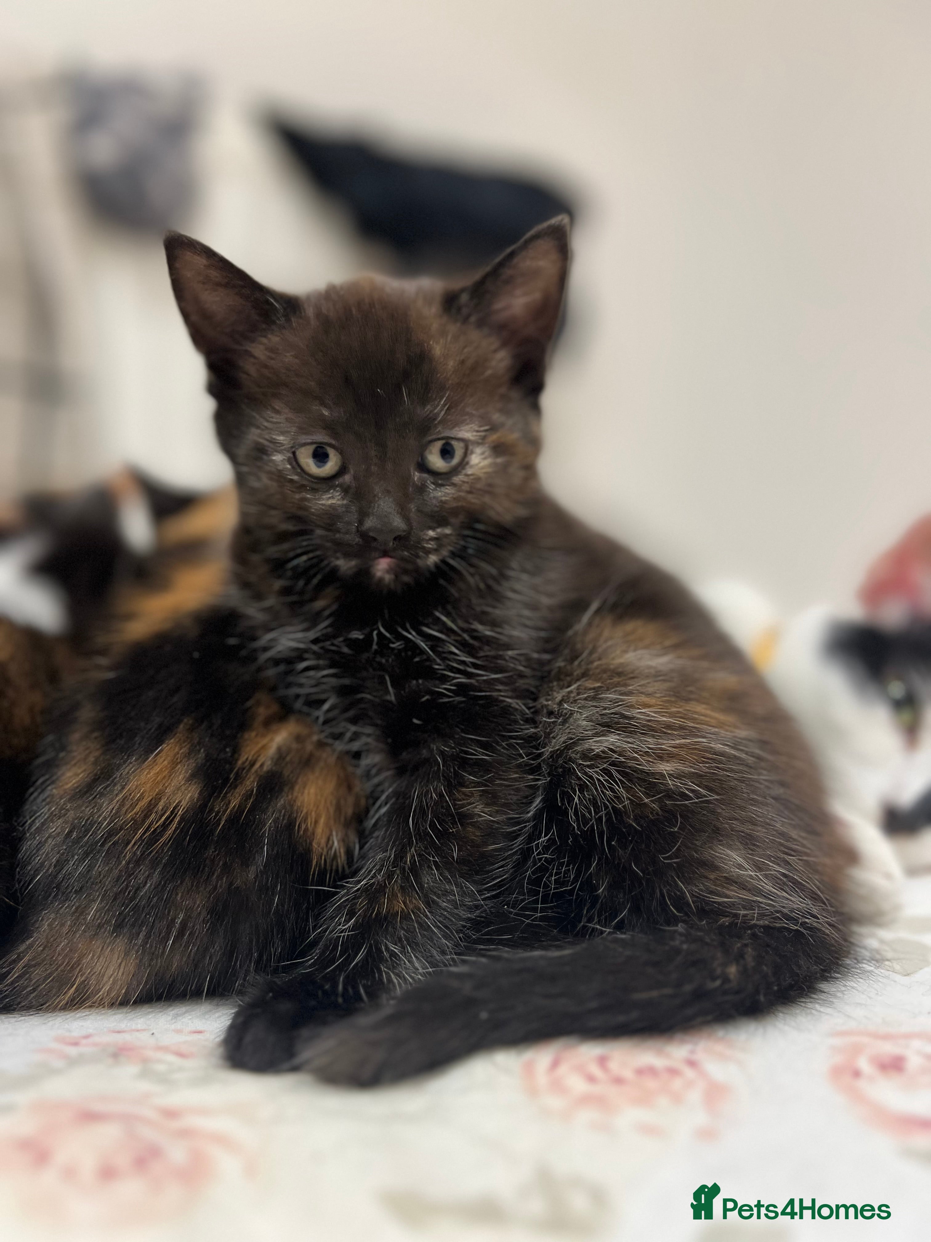 Mixed Breed cats 1 Gorgeous Kitten - Advert 3