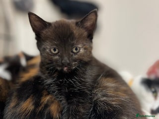 Mixed Breed cats 1 Gorgeous Kitten - Advert 3