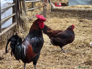 Chickens poultry Derbyshire redcap hatching eggs - Advert 1