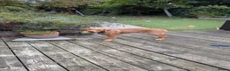 Golden Retriever dogs for sale: KC reg Beautiful Golden boy in Coventry - Advert 4