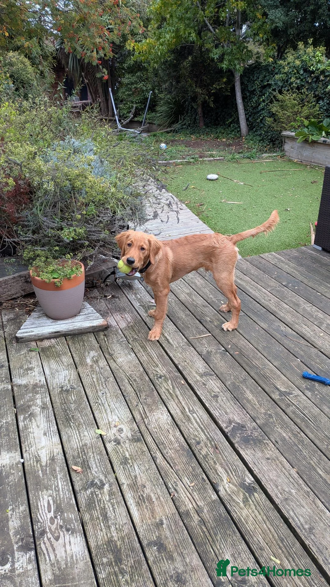 Golden Retriever dogs for sale: KC reg Beautiful Golden boy in Coventry - Advert 4