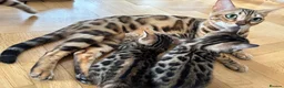 Bengal cats for sale: BENGAL BREED CLEAN in Orpington - Advert 5
