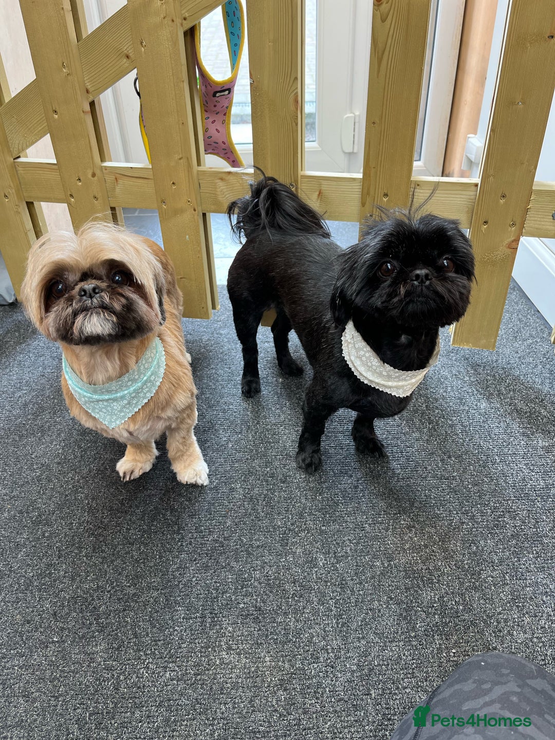Shih Tzu dogs for sale: Beautiful black pedigree shih tzu female aged 5  - Image 3