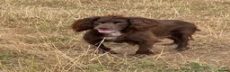 Cocker Spaniel dogs for sale: Excellent Litter of KC reg Working Cocker Spaniels in Doncaster - Advert 5