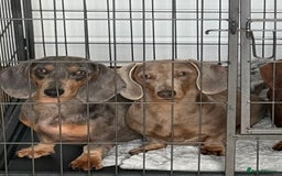 Miniature Dachshund dogs for sale: Mini Dachshund puppies for sale  - Image 24