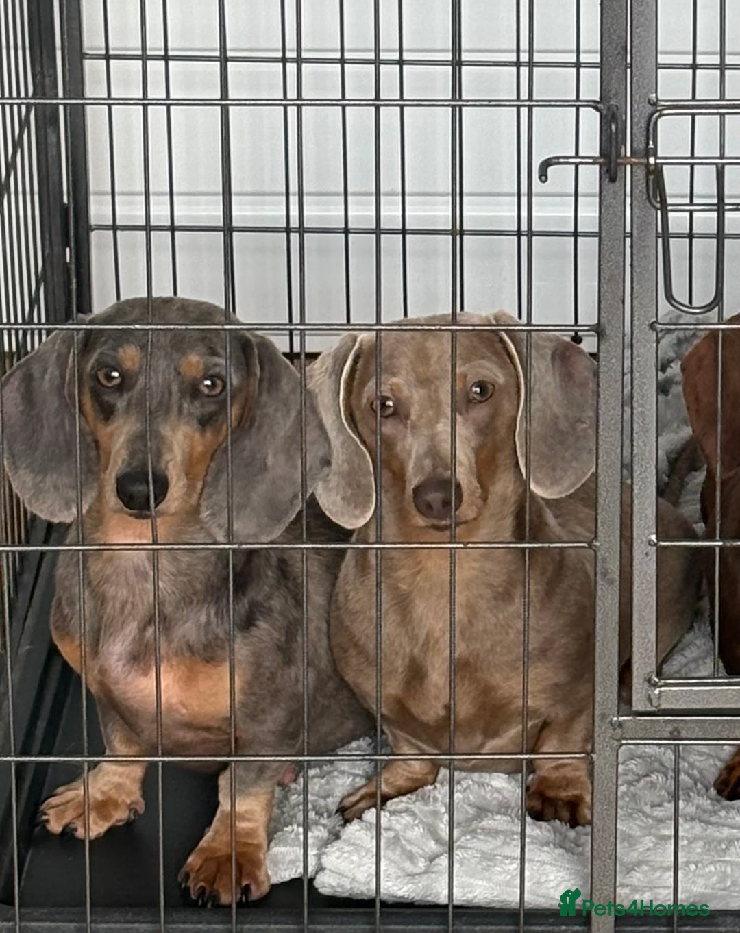 Miniature Dachshund dogs for sale: Mini Dachshund puppies for sale  - Image 24