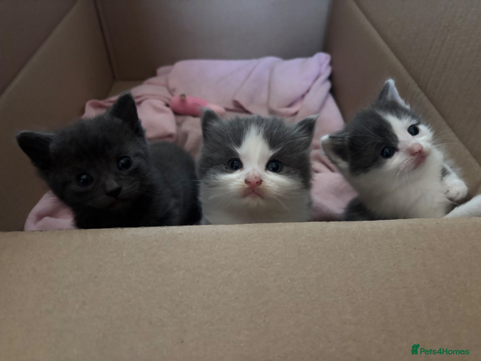 Domestic Shorthair cats 3 perfect moggys - Advert 4