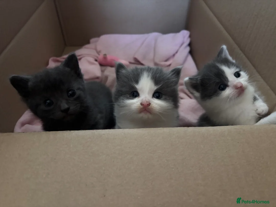 Domestic Shorthair cats for sale: 3 perfect moggys - Advert 1