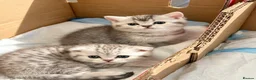 Scottish Fold cats for sale: Beautiful Scottish Fold Kittens — for Loving Homes - Advert 5