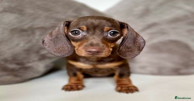 Miniature Dachshund dogs - Advert 3