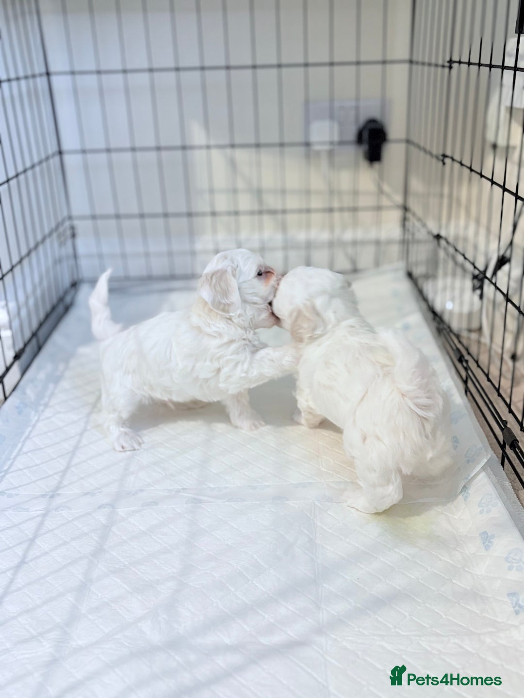 Bichon Frise dogs for sale: Bichon Frise Puppies for Sale 🐶 - Advert 6