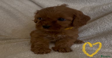 Cavapoo dogs - Advert 14