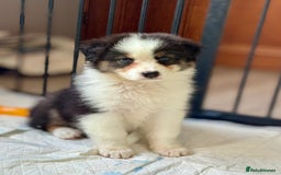 Australian Shepherd dogs for sale: Superbly Bred, Top Quality Pups - Image 6