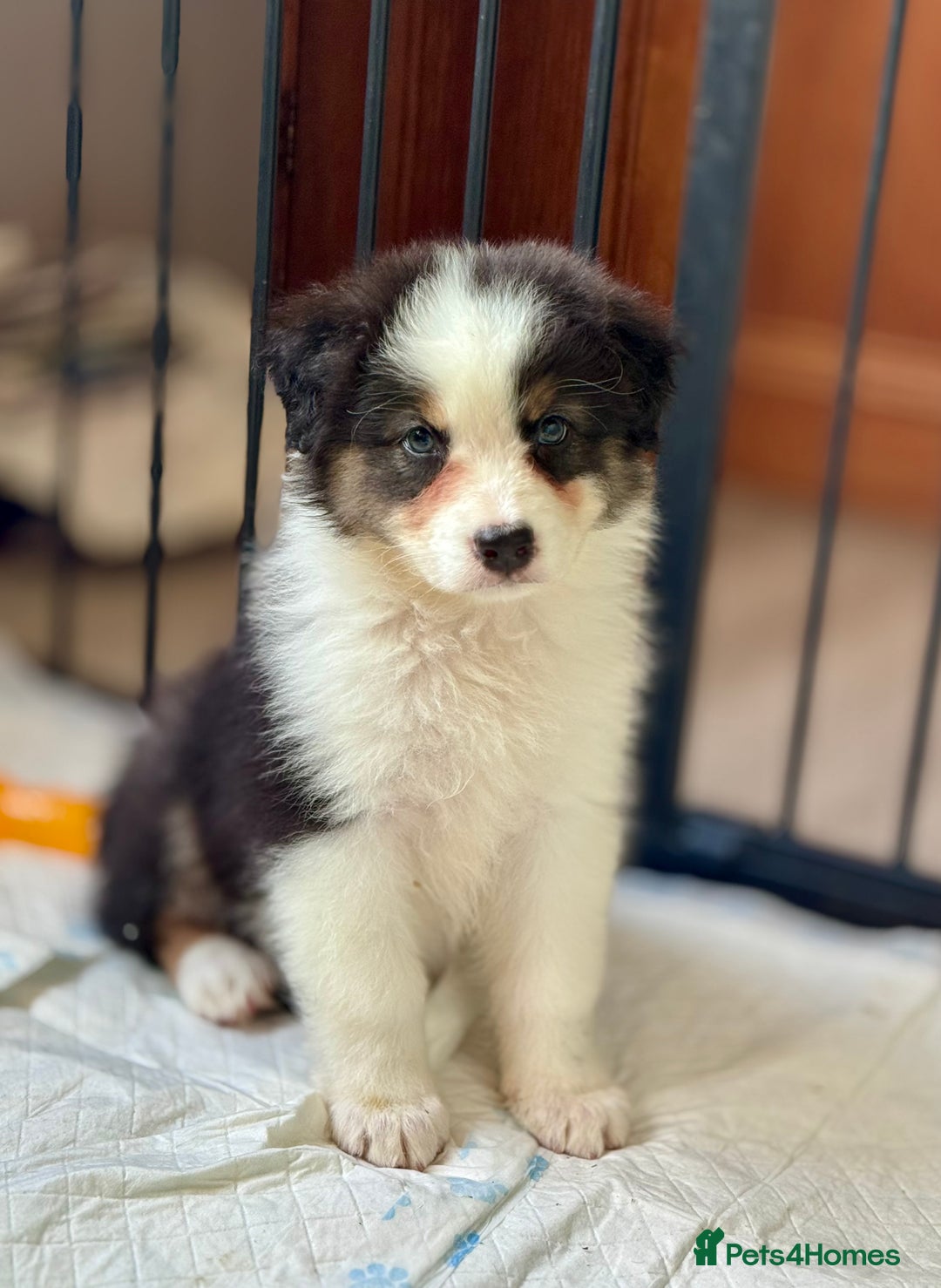 Australian Shepherd dogs for sale: Superbly Bred, Top Quality Pups - Image 6