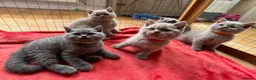 British Shorthair cats for sale: British Shorthair Kittens  - Advert 2