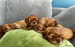 Cavalier King Charles Spaniel dogs for sale: Beautiful Ruby boys - Image 2