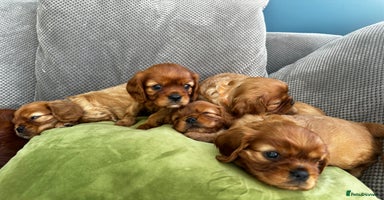 Cavalier King Charles Spaniel dogs - Advert 11