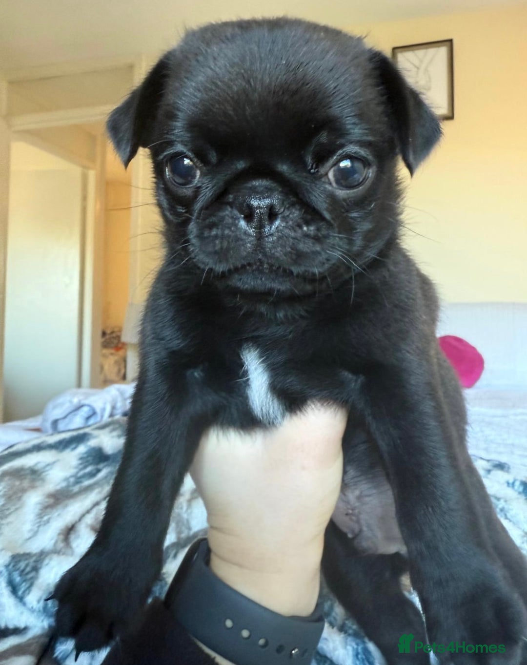 Pug dogs for sale: KC Pug Puppies - Advert 4