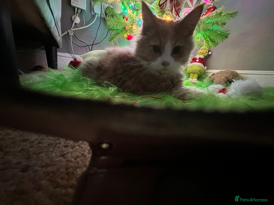 Maine Coon cats for sale: Xl mainecoon kittens dad is Xl very big boy  - Advert 12