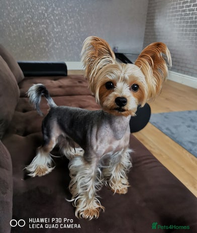 Yorkshire Terrier dogs in Skelmersdale - Advert 1