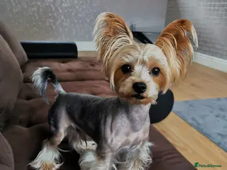 Yorkshire Terrier dogs Miniature Yorkshire Terrier in Skelmersdale - Advert 2