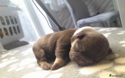 French Bulldog dogs for sale: Pedagree & KC papered merl carrying French bulldog - Image 8