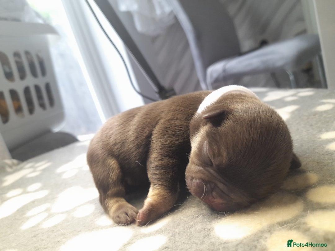 French Bulldog dogs for sale: Pedagree & KC papered merl carrying French bulldog - Image 8