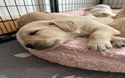 Golden Retriever dogs for sale: 6 Beautiful Golden Retrievers Puppies  - Image 6