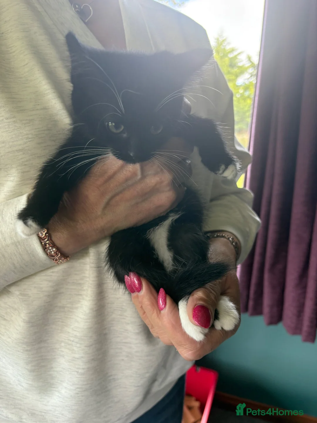 Mixed Breed cats for sale: Female kittens  in Keith - Advert 2