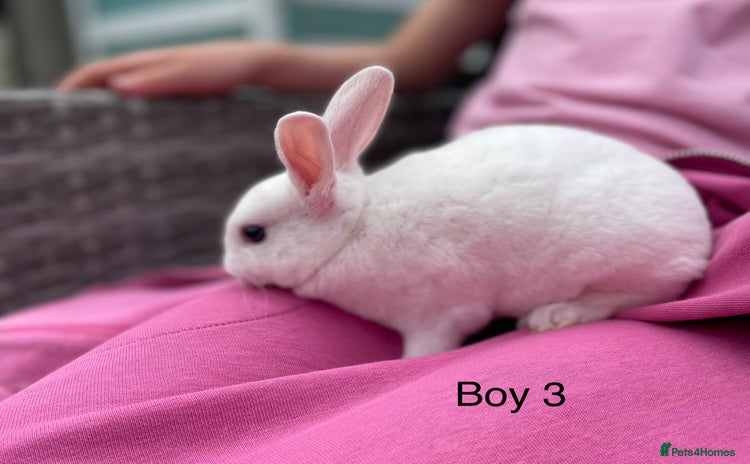 Rex rabbits - Advert 1