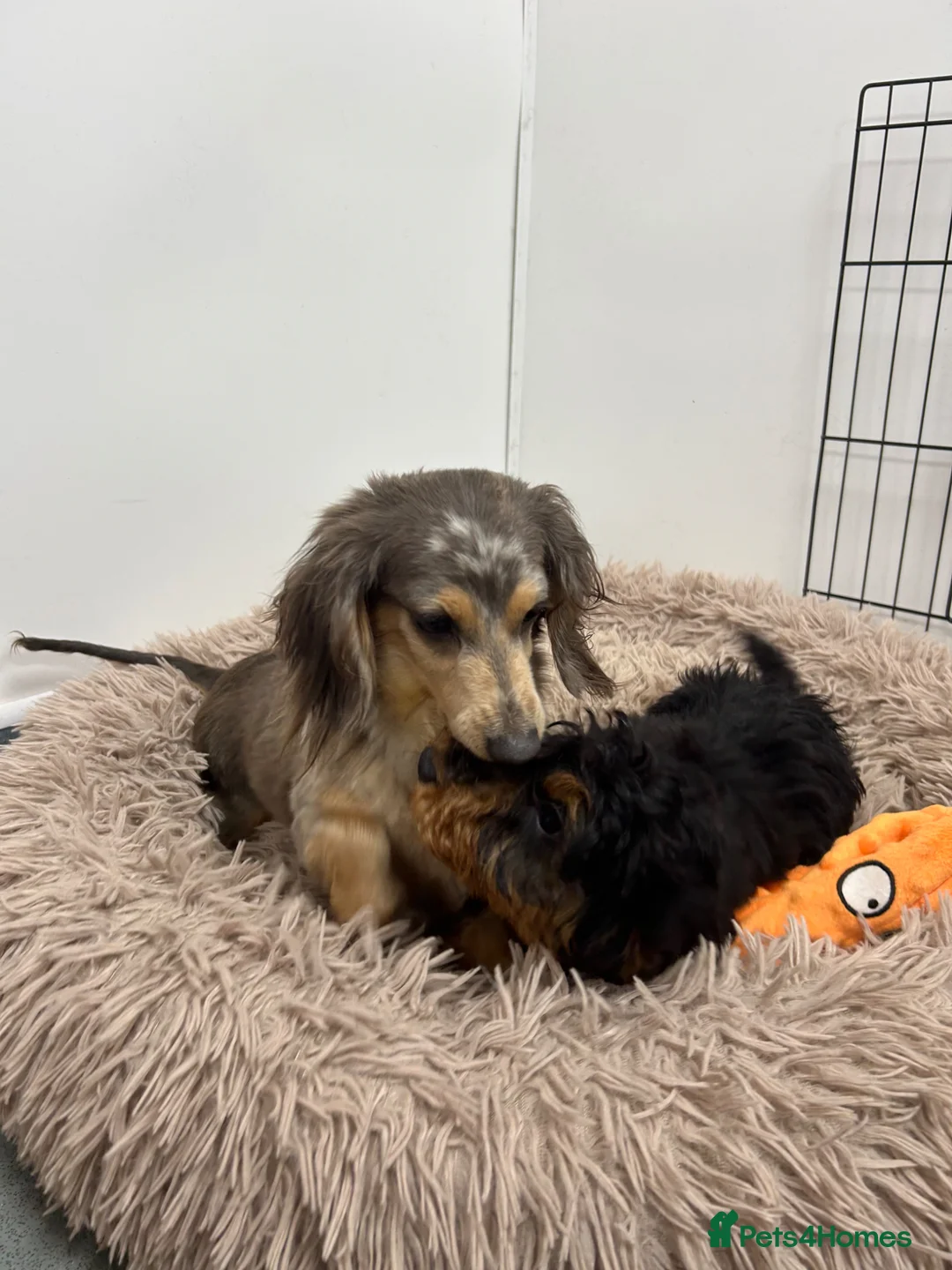 Doxiepoo dogs for sale: 5⭐️ Licensed. Doxiepoo ready to leave.  - Advert 10