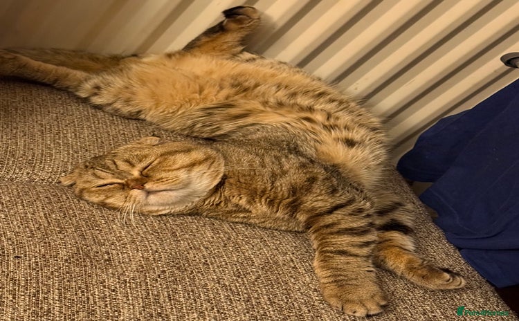 Scottish Fold cats - Advert 1