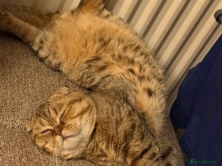 Scottish Fold cats - Advert 1