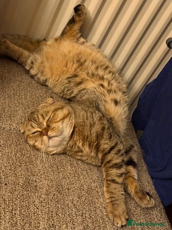 Scottish Fold cats - Advert 1