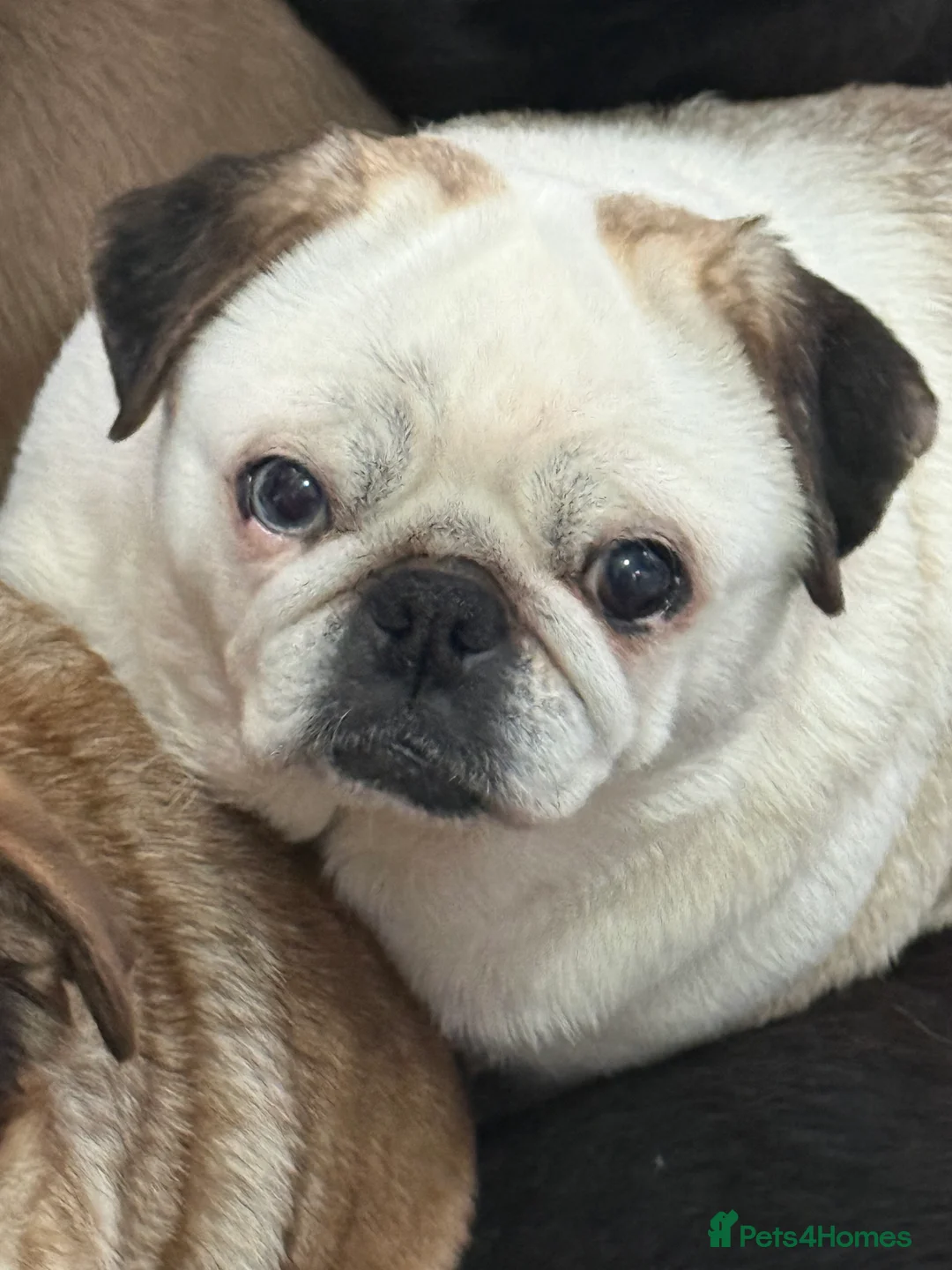 Pug dogs for sale: Kc Pink tan panda stud carrying choc health tested - Advert 2