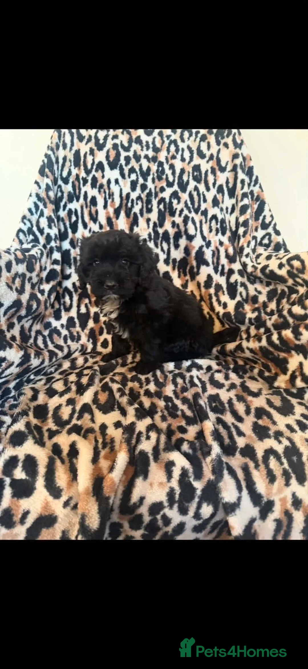 Cockapoo dogs for sale: F1 cockapoo  - Advert 1