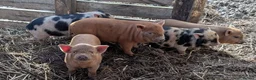Pig livestock for sale: Juliana (teacup) micro piglets  - Advert 2