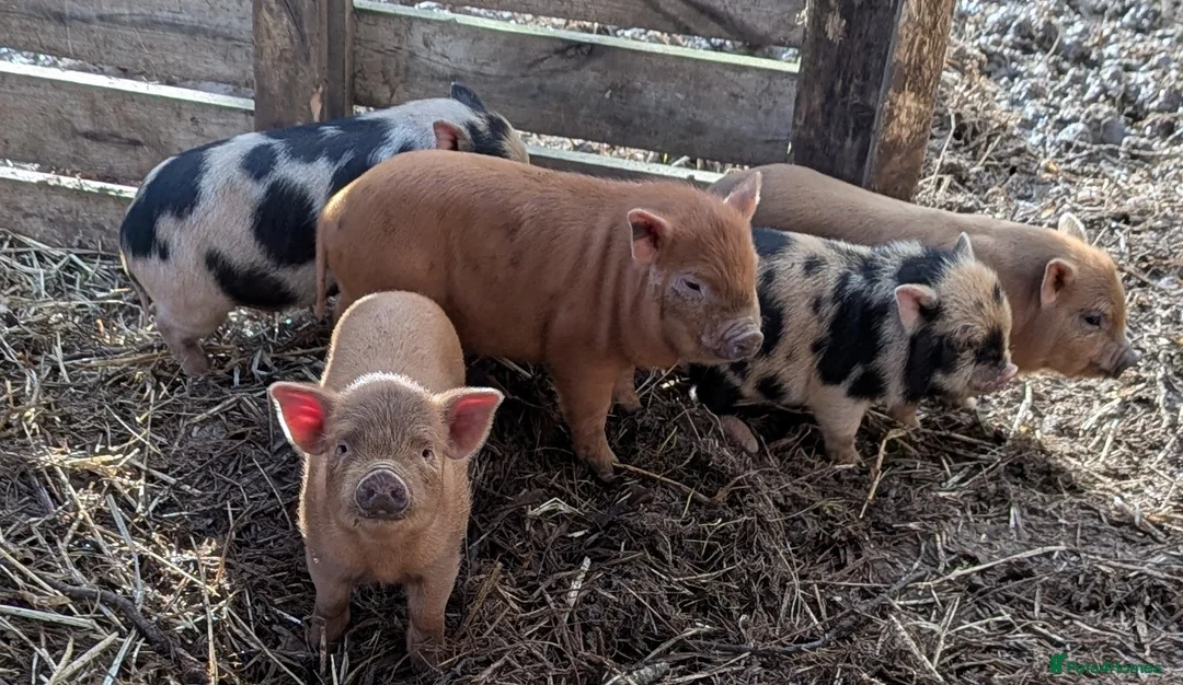 Pig livestock for sale: Juliana (teacup) micro piglets  - Advert 2