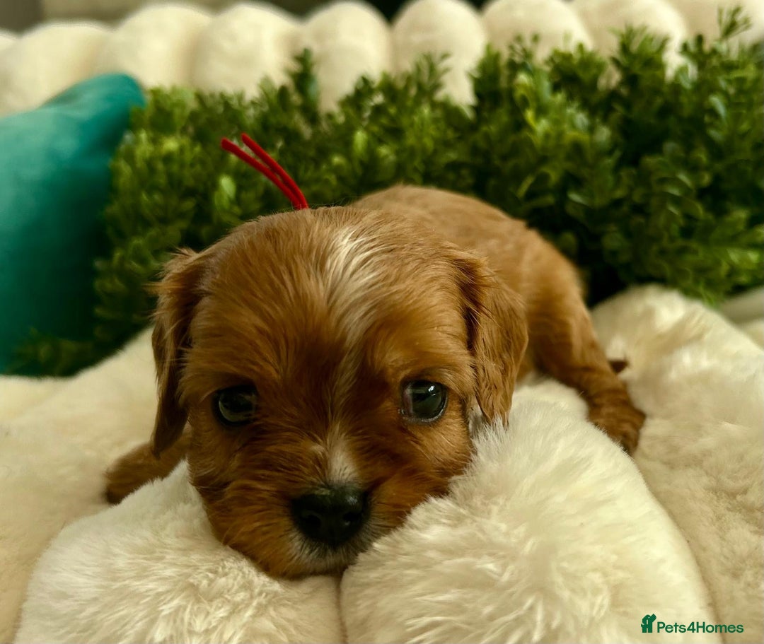 Cavalier King Charles Spaniel dogs for sale: Fully Health tested Cavalier King Charles Puppies  - Image 18