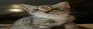 British Shorthair Kitten 1