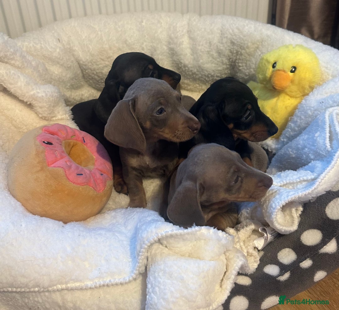 Dachshund dogs for sale: Stunning litter of Dachshund puppies 🌈🥰 - Image 12
