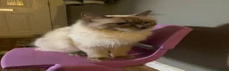 Ragdoll cats for sale: Kittens Ragdoll - Advert 11