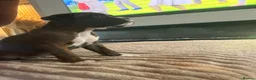 Boxer dogs for sale: ALL NOW HAVE DEPOSITS  - Advert 3