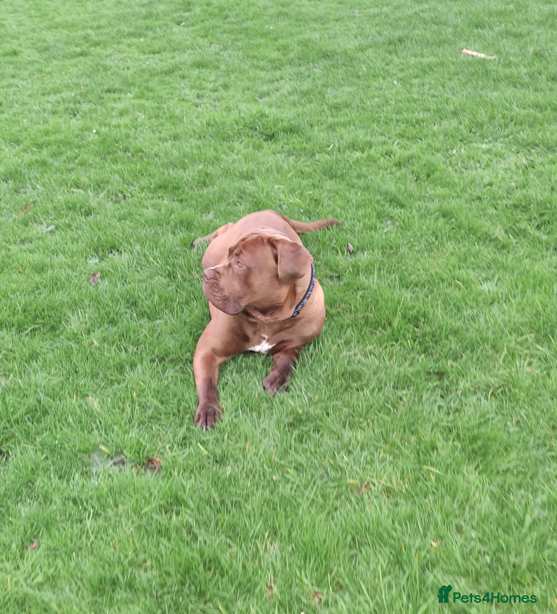 Mixed Breed dogs Male dog for rehoming  - Advert 6