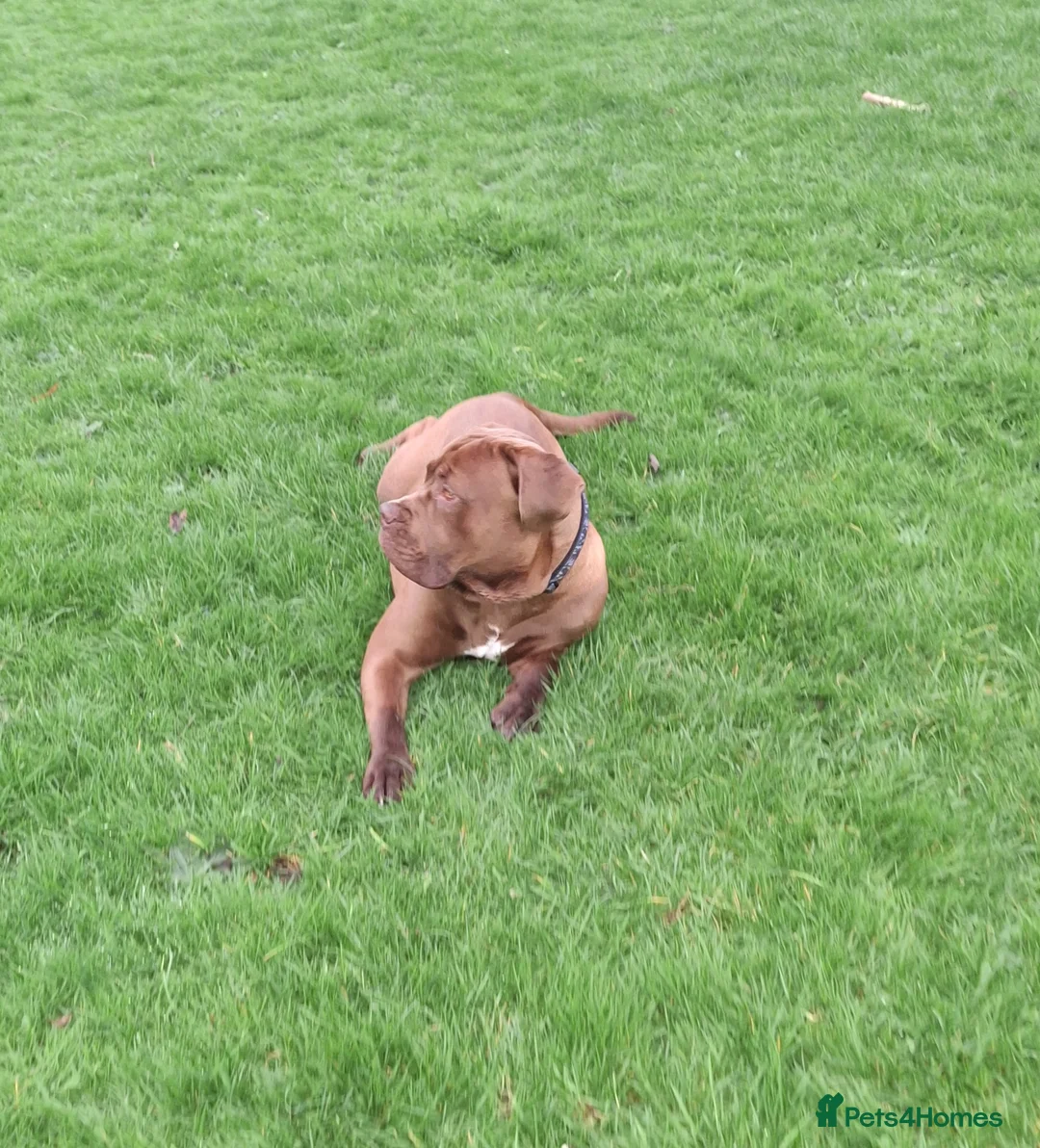 Mixed Breed dogs for sale: Male dog for rehoming  - Advert 1