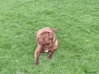 Mixed Breed dogs Male dog for rehoming - Advert 1