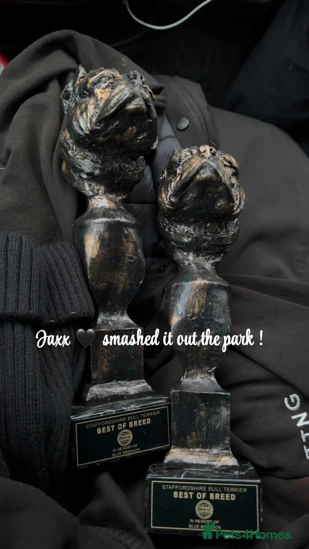 Staffordshire Bull Terrier dogs for stud: Black carrying blue stafford stud PHPV tested in Carlisle - Advert 13